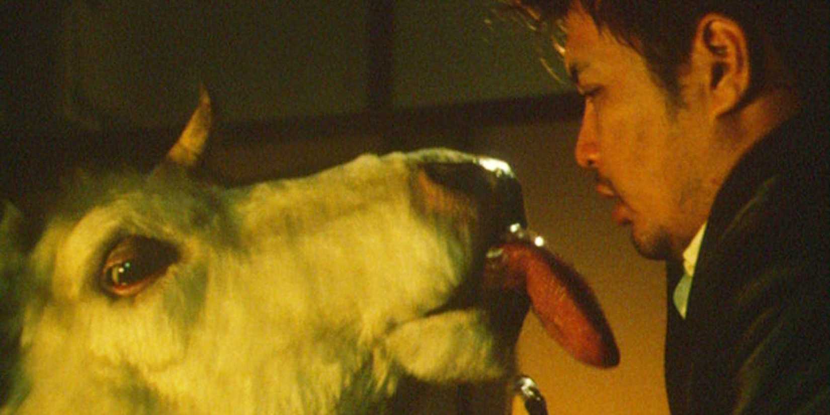 A cow sticking its tongue out and attempting to lick a man in the horror-comedy movie Gozu (2003)