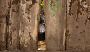 Google says Chrome's AI creates risks only more AI can fix • The Register