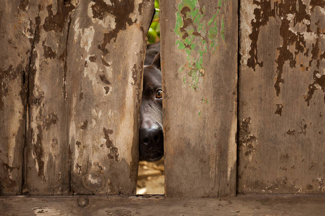 Google says Chrome's AI creates risks only more AI can fix • The Register