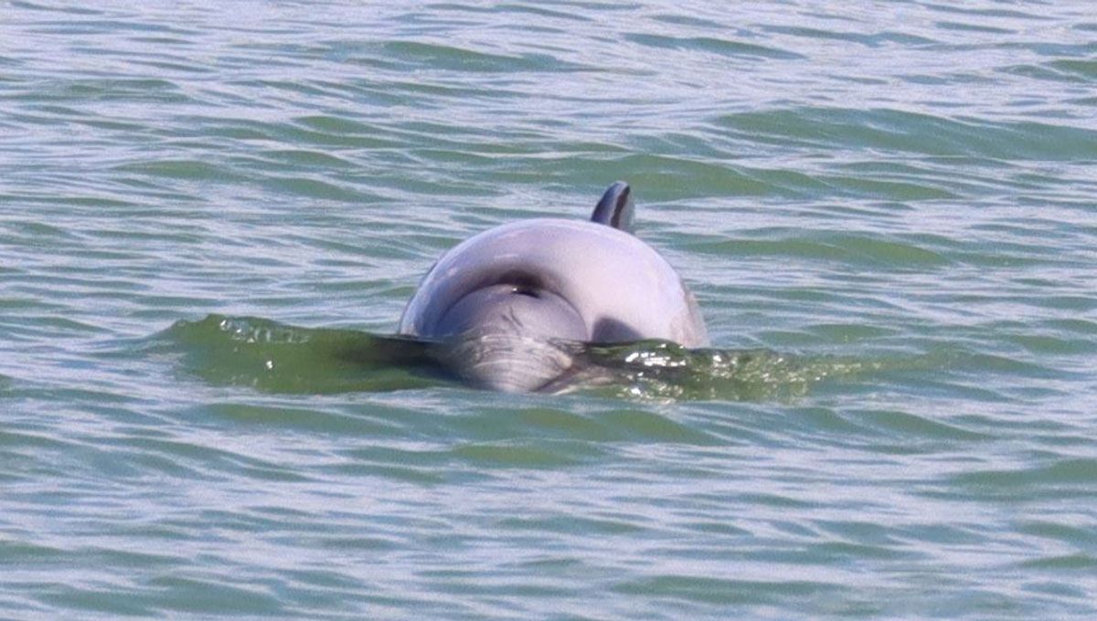 Hector's Or Maui Dolphin? One Of The World's Rarest, Smallest Dolphins Spotted Off New Zealand’s Coast