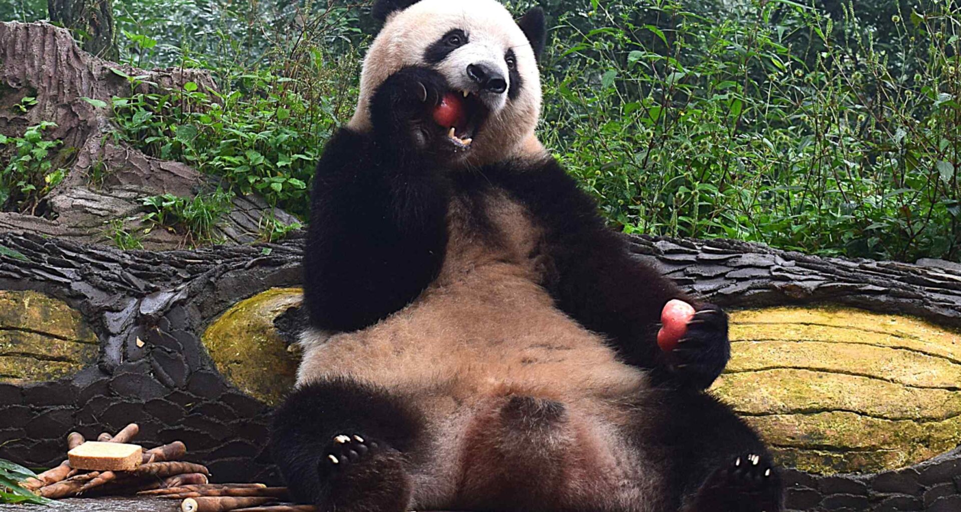 Panda Xiang Xiang settles in China after return from Japan