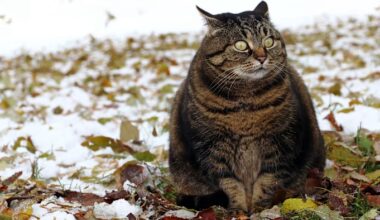 A chubby tabby cat with wide eyes sits on the ground among fallen leaves and patches of snow.