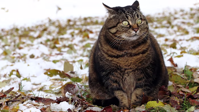 A chubby tabby cat with wide eyes sits on the ground among fallen leaves and patches of snow.