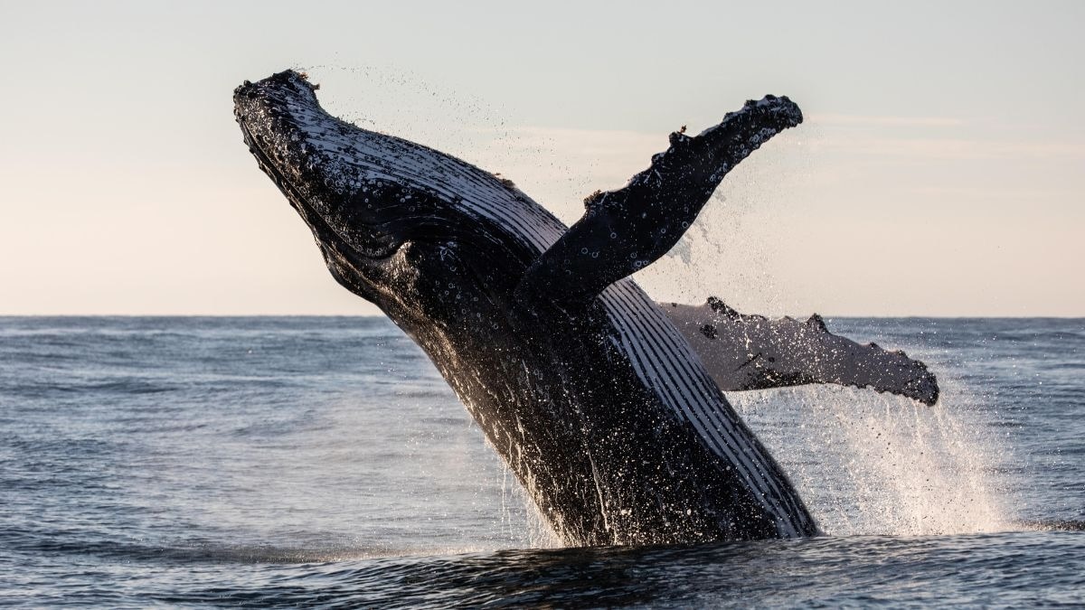 Humpback whales defeating extinction by a simple food hack