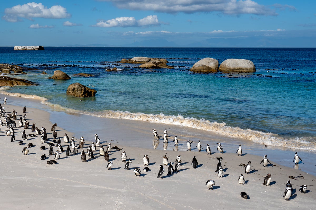 More than 60,000 penguins starve to death near Africa after fall in sardine numbers
