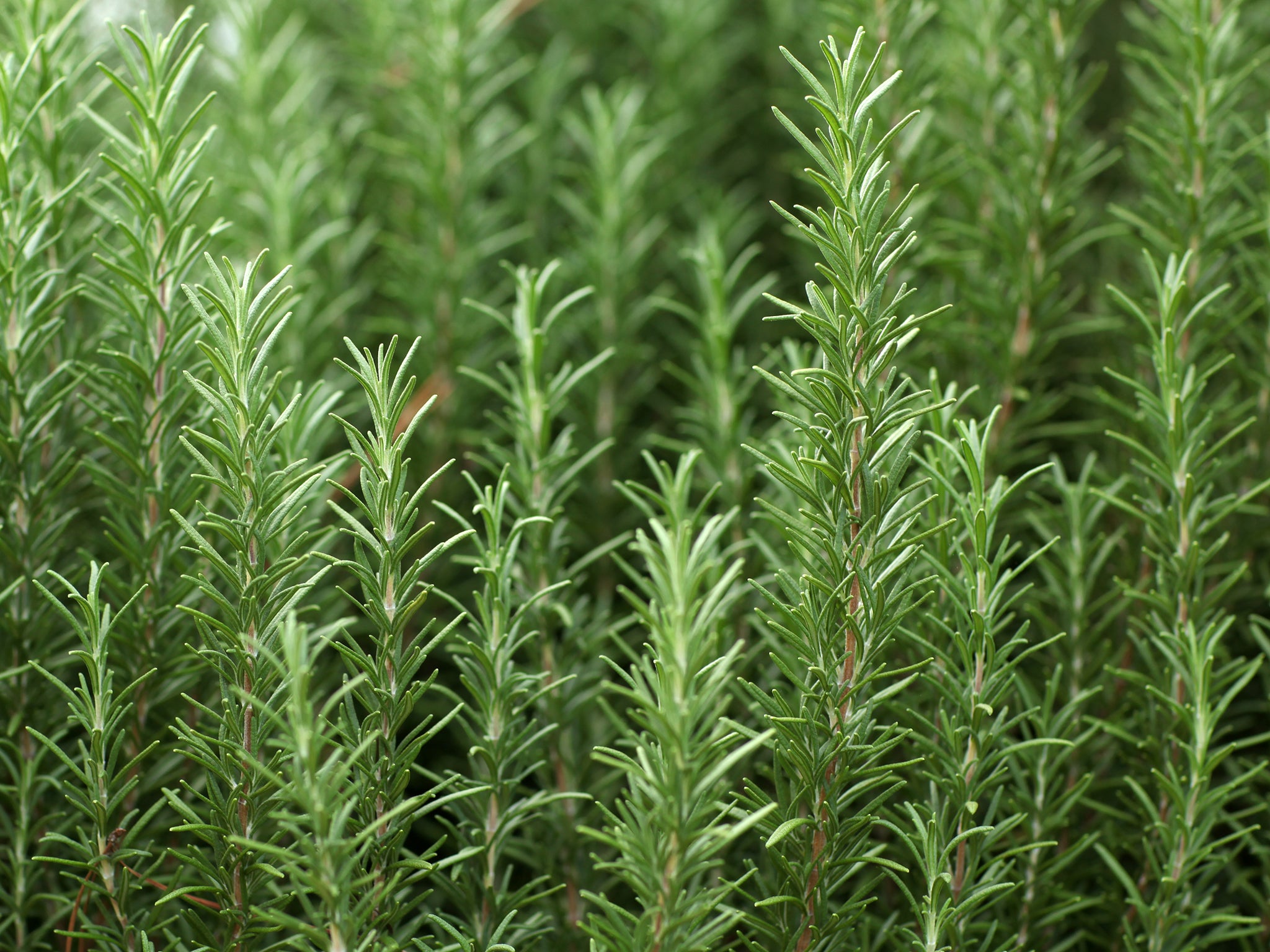 Rosemary ( Rosmarinus officinalis ) is the aromatic herb native to the Mediterranean