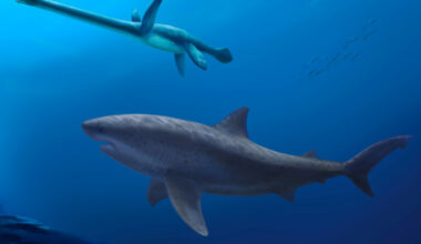 A gigantic 8 m long mega-predatory shark stalks an unwary long-necked plesiosaur in the seas off Australia 115 million years ago. Image credit: Polyanna von Knorring, Swedish Museum of Natural History.