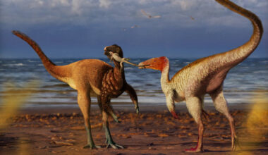 Two Species of Coelurosaurs Co-Existed in Cretaceous-Era Brazil