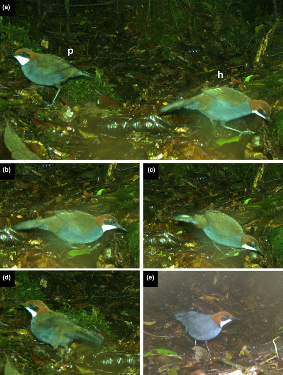 Camera trap images of the holotype and two paratypes of Ptilorrhoa urrissia, taken during a 3-month sampling period in a high-density array covering 0.5 ha: the holotype (a-c, marked ‘h’ in a) and one paratype (a and d, marked ‘p’ in a), putative adult female and juvenile with female-type plumage, respectively, were photographed together on January 1, 2020; the images shown are part of a sequence of 20 photographs taken over a period of 87 s; the putative adult male paratype (e) was photographed less than 40 m away on March 8, 2020. Image credit: Woxvold et al., doi: 10.1111/ibi.70016.