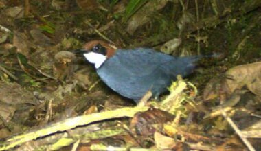 New Species of Bird Discovered in Papua New Guinea