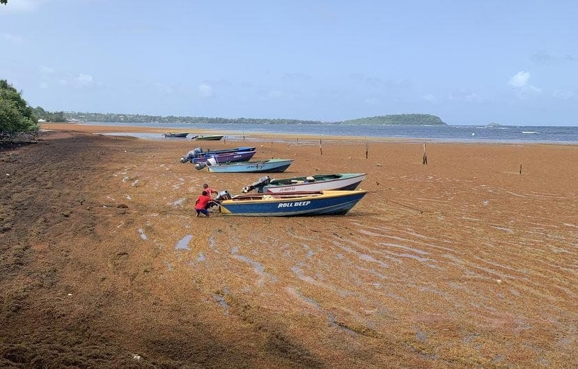 In Soubise, Grenada, Two Boys Fight Through Thick Sargassum Carpet To Beach Their Boat. Such Scenes Are Increasingly Common Since 2011