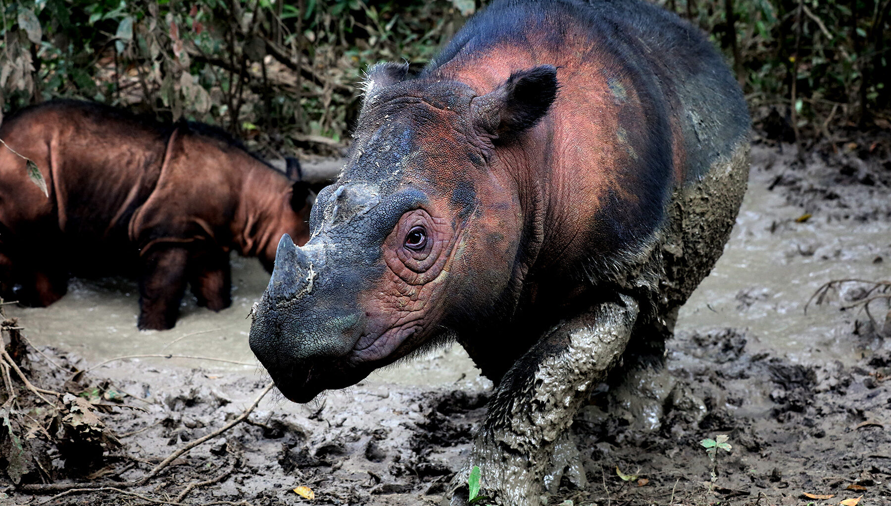 Can anyone save the Sumatran rhino?