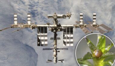 International Space Station : moss experiment continues growth study on Earth