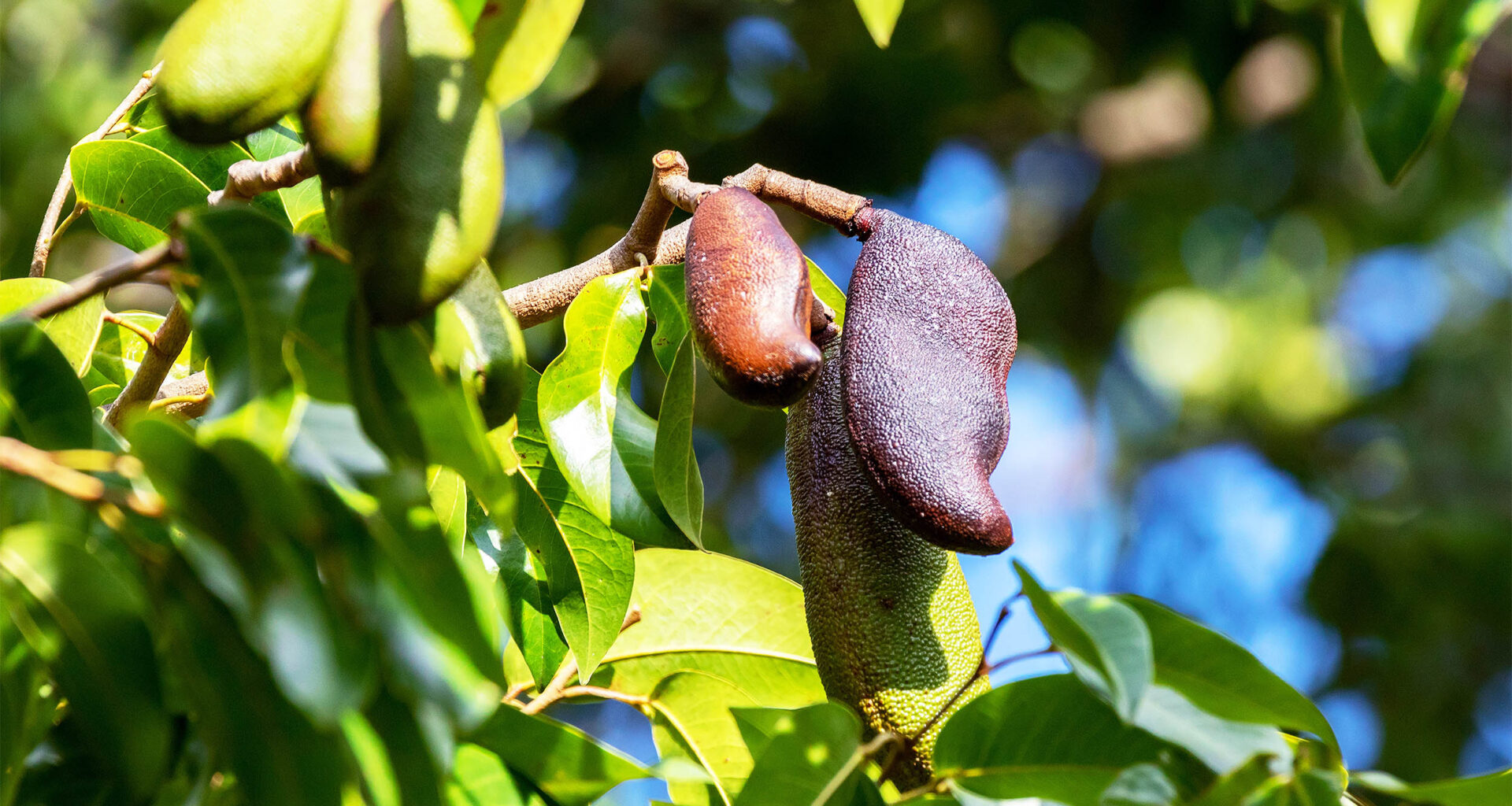 Little-known tree shows enormous potential for both food and medicine
