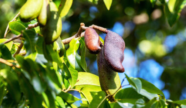 Little-known tree shows enormous potential for both food and medicine