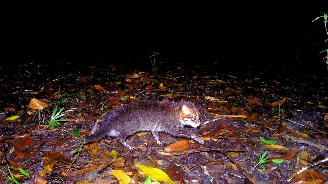 A camera trap photo of a flat-headed cat walking across the forest floor at night in Thailand.