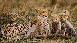 Cheetah population grows in India after a 70-year absence 