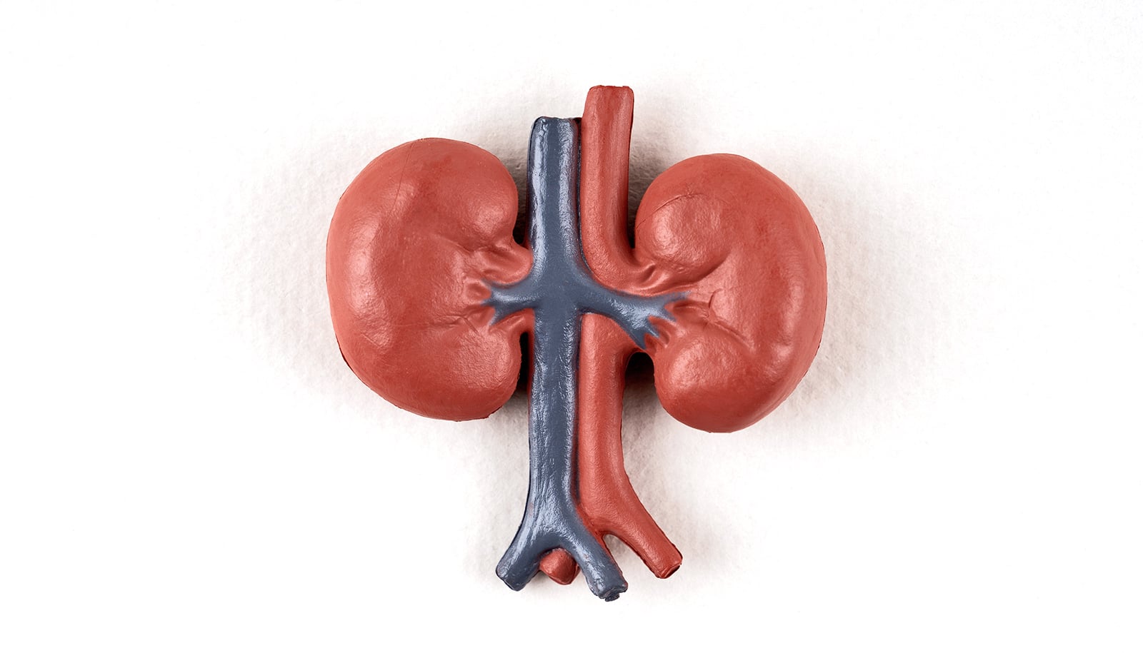 Study may pave way for new chronic kidney disease therapies