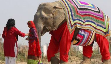 Sanctuary Volunteers Knit Blankets to Keep Their Elephants Warm