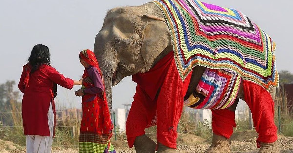Sanctuary Volunteers Knit Blankets to Keep Their Elephants Warm