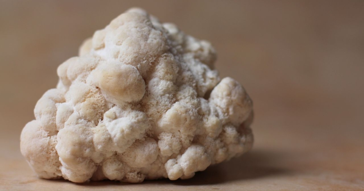 Lion's mane mycelium outperforms fruiting body