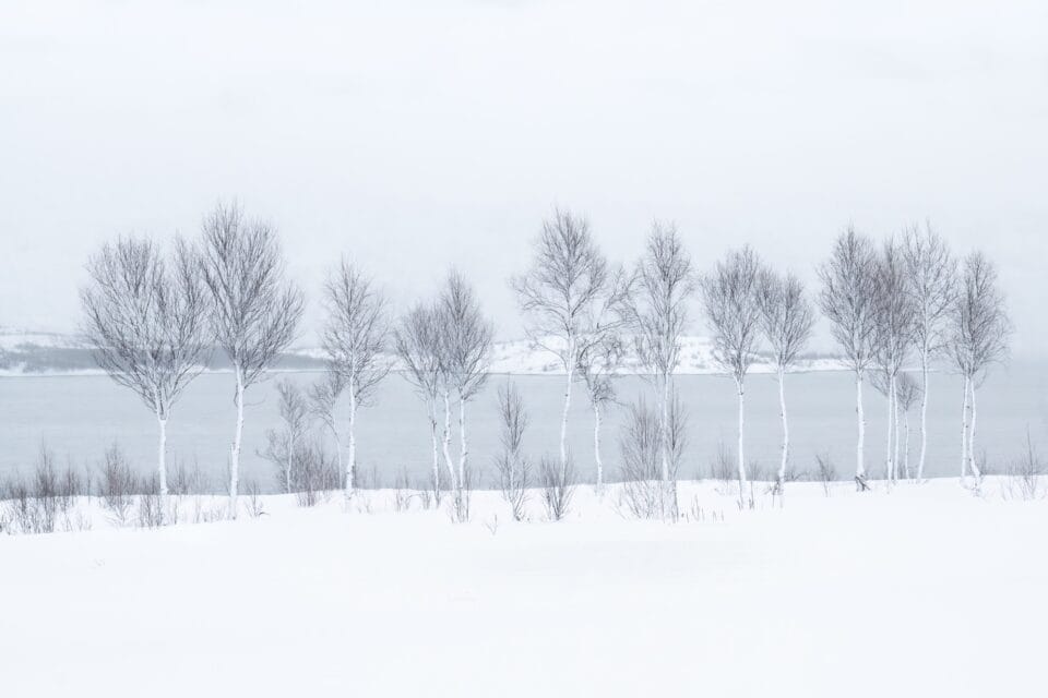 A photograph by J. Fritz Rumpf of snow-covered trees in a snowy landscape by a lake