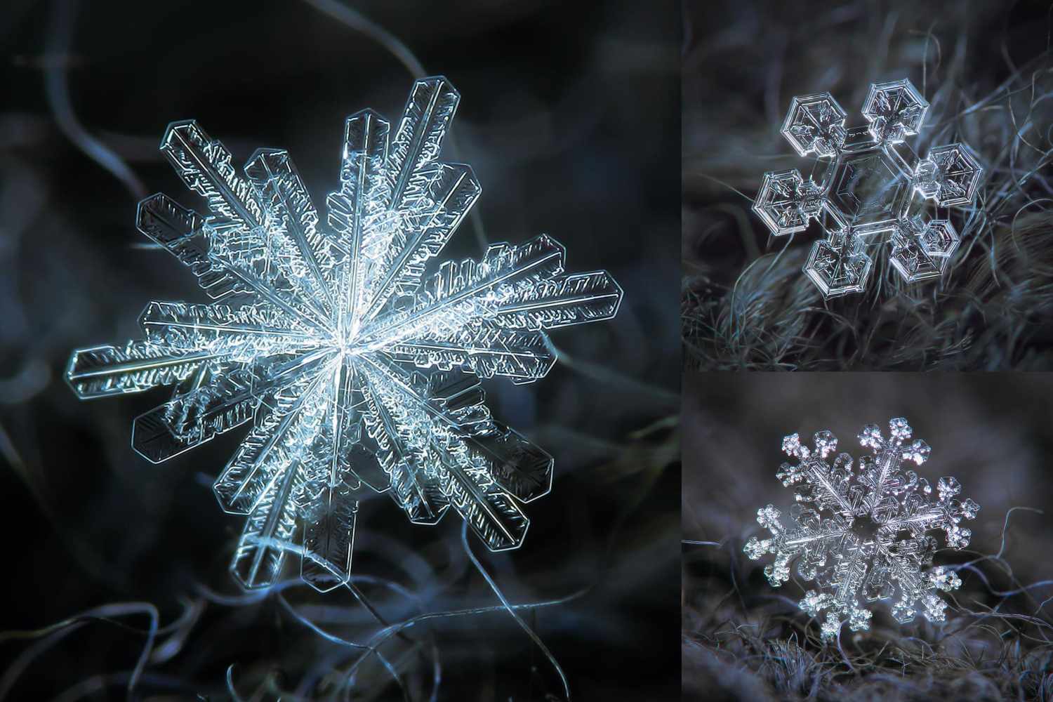 These Macro Photos of Snowflakes Reveal Nature’s Most Dazzling Designs