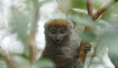 Lemurs are at risk. So are the people protecting them.