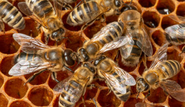 Social behavior in bees is controlled by a 'begging gene'