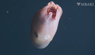 Giant, rare 7-armed sea creature spotted in Monterey Bay