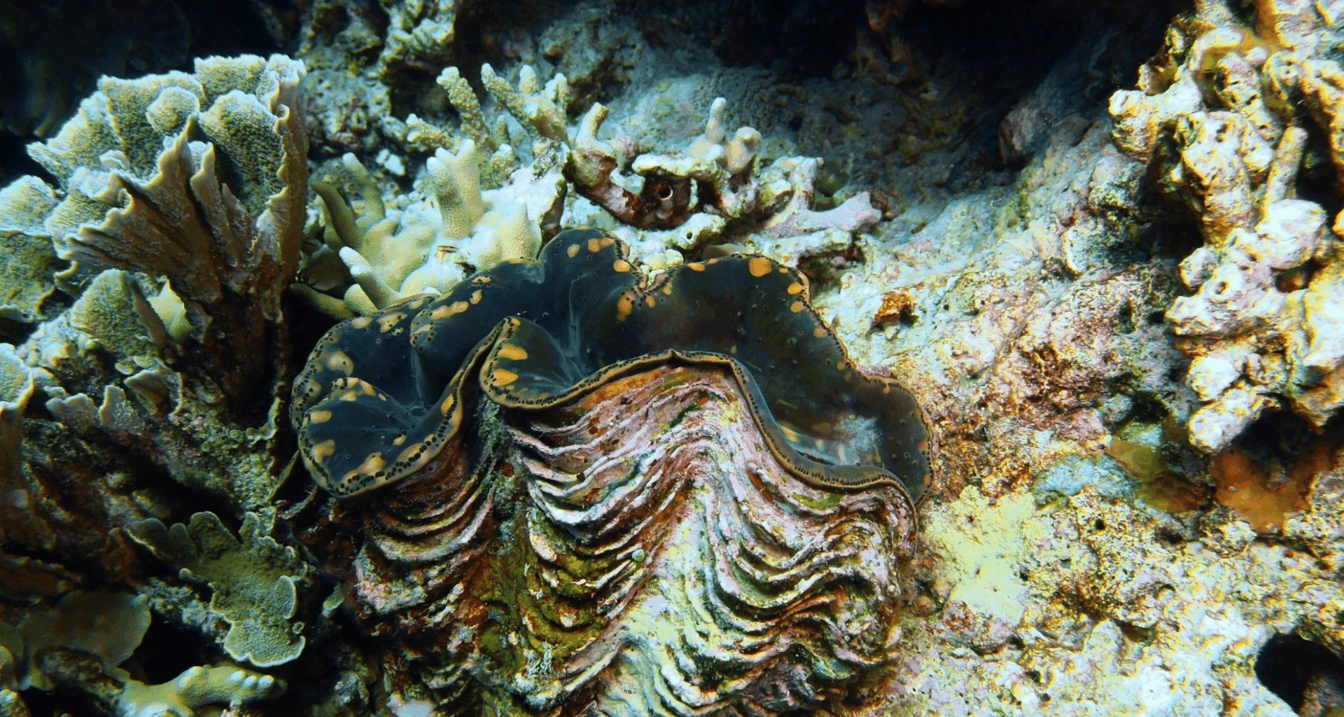 Ming, The World's Oldest Animal, Lived For 507 Years… Then Humans Killed It