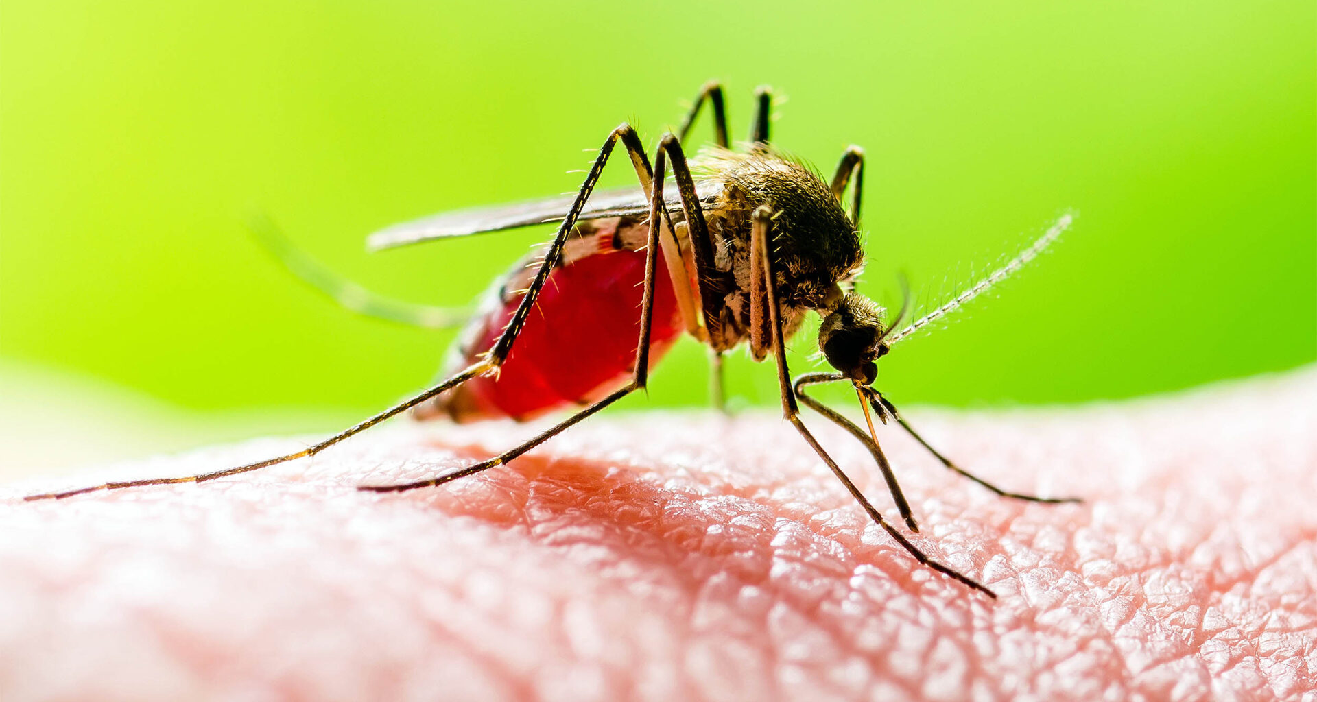 Mosquitoes capture DNA record of entire ecosystems in their blood