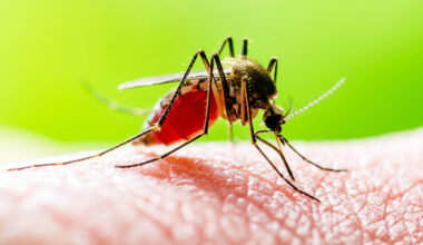 Mosquitoes capture DNA record of entire ecosystems in their blood