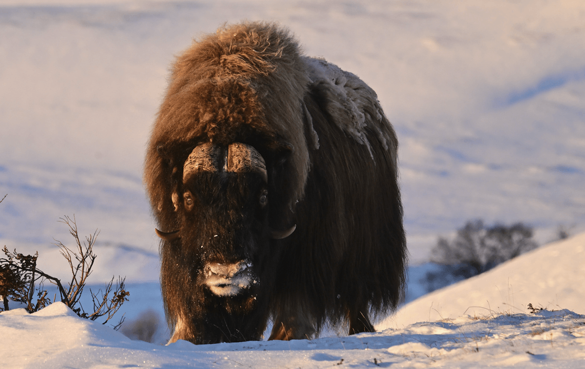 "I was once charged by a musk ox – and they can shift. Fortunately, I could shift faster than the photographer I was with..."