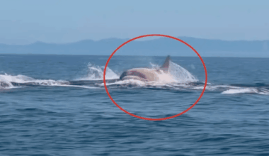 Mysterious Creature Spotted Leaping From The Ocean Off Japan’s Northern Coast For The First Time!