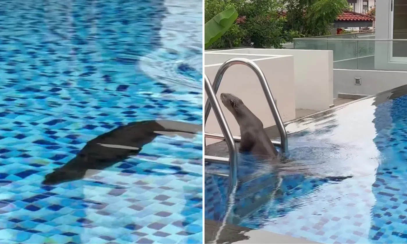 An otter was spotted in a private pool.