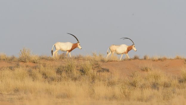 The 'extinct' antelope bringing hope in the Sahara Desert