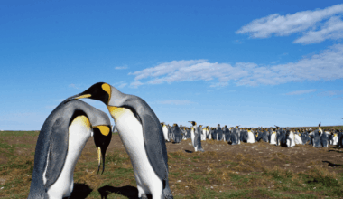 Which Animals Mate For Life?