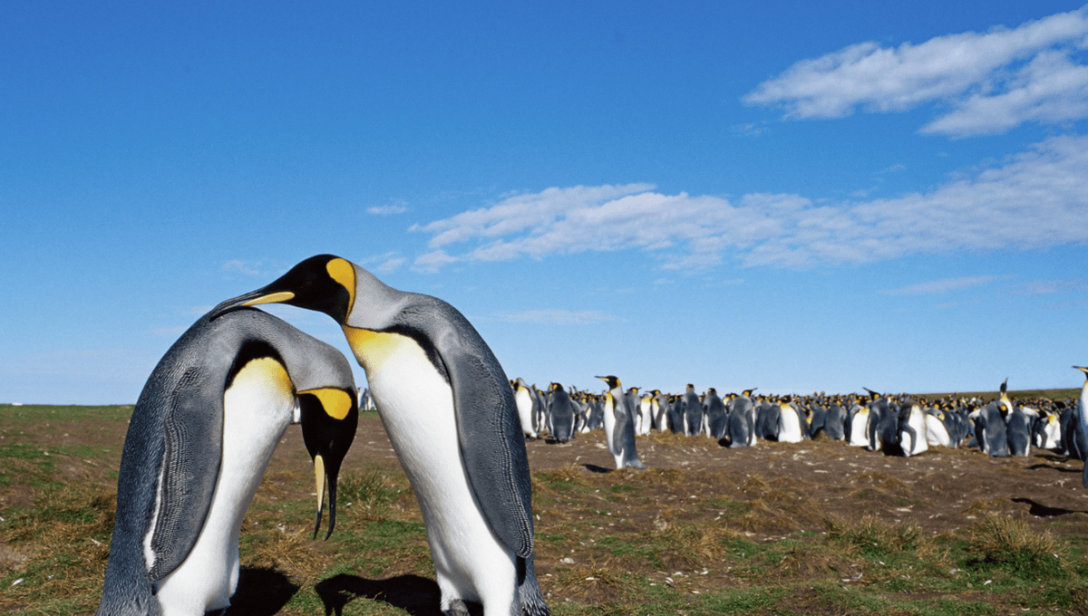 Which Animals Mate For Life?