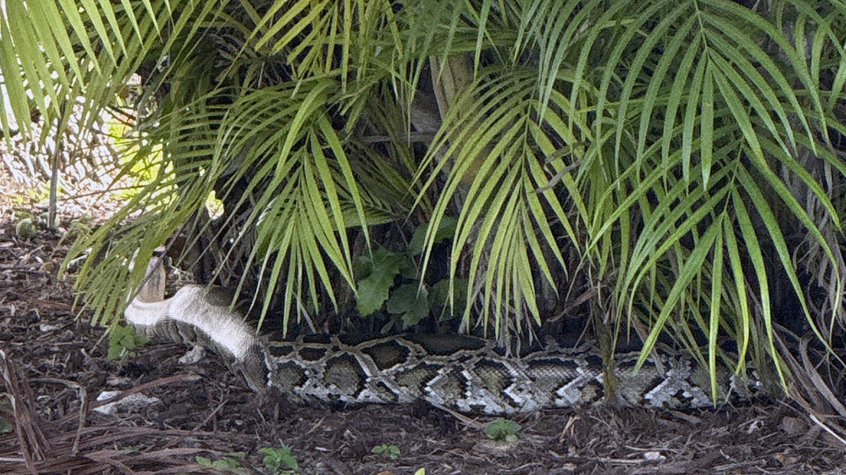 Burmese python hiding under a palm tree