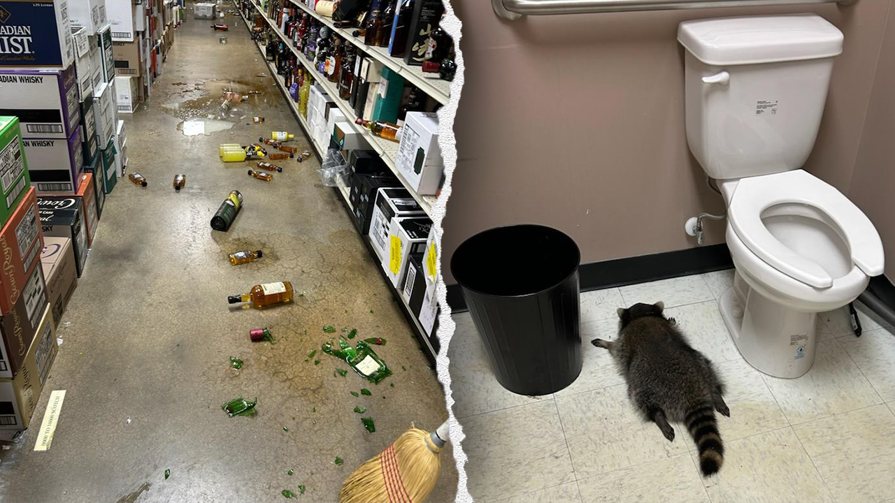Raccoon breaks into Virginia liquor store and passes out inside