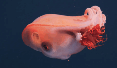 Rare Footage Of Seven Arm Octopus Captured In The Deep Sea