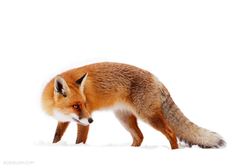 A red fox with a bushy tail stands alert on snow, its fur contrasting sharply against the white background. The fox looks sideways, highlighting its keen eyes and pointed ears.