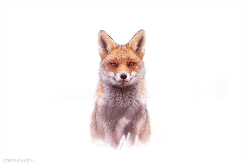 A red fox sits facing forward in a snowy, white landscape, its fur and features standing out sharply against the bright, minimal background.