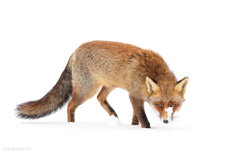 A red fox stands on snow, looking intently forward with its nose close to the ground and a small patch of snow on its snout, against a white background.