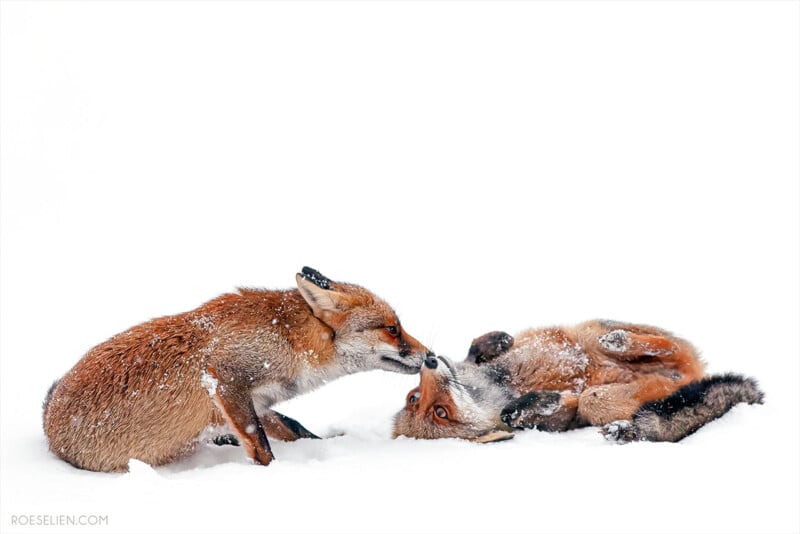 Two red foxes interact playfully in the snow; one sits while the other lies on its back, touching noses affectionately. Both have snow on their fur and are surrounded by a white, snowy background.