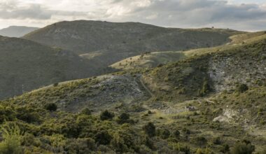 Red kites were on the brink of extinction in the UK by the early '90s, but have since seen a remarkable recovery.