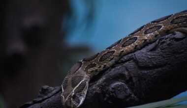 Daboia siamensis is a viper species, which is endemic to parts of Southeast Asia, southern China and Taiwan. It was formerly considered to be a subspecies of Daboia russelii, but was elevated to speci