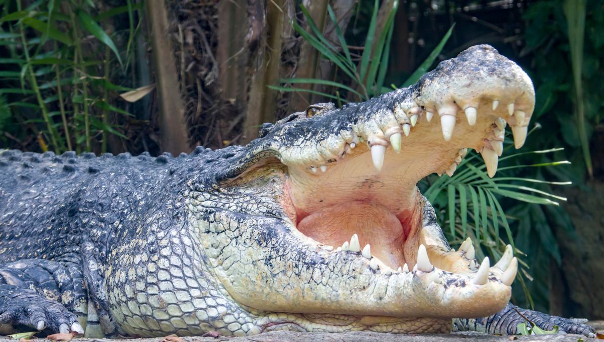 Which Animal Has The Strongest Bite?