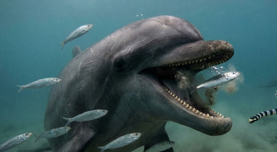 Dolphins aren’t cute : GoPro footage shows brutal, unsettling reality of how they hunt